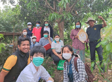 การตรวจประเมินแปลงมะม่วงยายกล่ำนนทบุรี ... พารามิเตอร์รูปภาพ 2