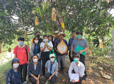 การตรวจประเมินแปลงมะม่วงยายกล่ำนนทบุรี ... พารามิเตอร์รูปภาพ 3