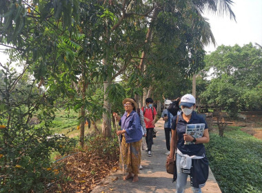 การตรวจประเมินแปลงมะม่วงยายกล่ำนนทบุรี ... พารามิเตอร์รูปภาพ 4