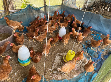 ตรวจเยี่ยมและติดตามการตรวจสอบการใช้เงินกู้กองทุนพัฒนาสหกรณ์ ... พารามิเตอร์รูปภาพ 5