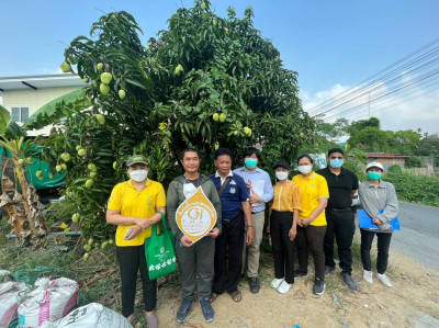 ตรวจประเมินแปลงมะม่วงยายกล่ำนนทบุรี ... พารามิเตอร์รูปภาพ 1