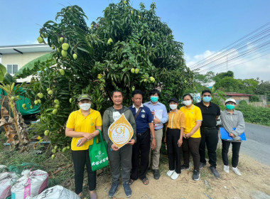 ตรวจประเมินแปลงมะม่วงยายกล่ำนนทบุรี ... พารามิเตอร์รูปภาพ 1