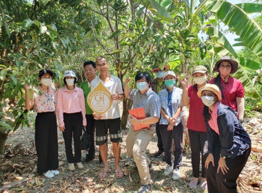 ร่วมการตรวจประเมินแปลงมะม่วงยายกล่ำนนทบุรี ... พารามิเตอร์รูปภาพ 3