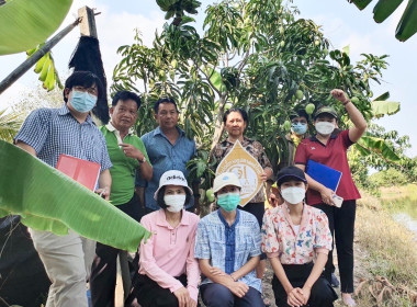 ร่วมการตรวจประเมินแปลงมะม่วงยายกล่ำนนทบุรี ... พารามิเตอร์รูปภาพ 1