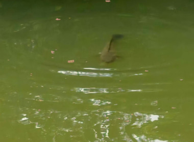 เข้าประเมินผลการดำเนินงานของสหกรณ์ที่กู้เงินกองทุนพัฒนาสหกรณ์ (กพส.) และเข้าเยี่ยมเยียนสมาชิกที่กู้เงินจากสหกรณ์การเกษตรไทรน้อย จำกัด ... พารามิเตอร์รูปภาพ 4