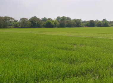 เข้าร่วมลงพื้นที่ติดตามการดำเนินงาน ณ ... พารามิเตอร์รูปภาพ 10