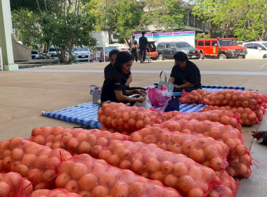 ดำเนินการกระจายหอมหัวใหญ่ ของจังหวัดเชียงใหม่ พารามิเตอร์รูปภาพ 2
