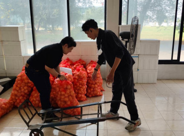 ดำเนินการกระจายหอมหัวใหญ่ ของจังหวัดเชียงใหม่ พารามิเตอร์รูปภาพ 1