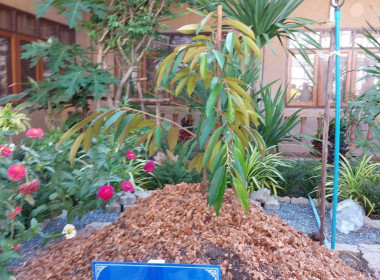 กิจกรรมสภาเกษตรกรอาสาร่วมใจปลูกทุเรียนนนท์ ... พารามิเตอร์รูปภาพ 7