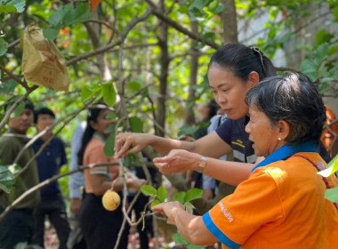 เข้าร่วมการตรวจประเมินแปลงกระท้อนห่อบางกร่าง ... พารามิเตอร์รูปภาพ 3
